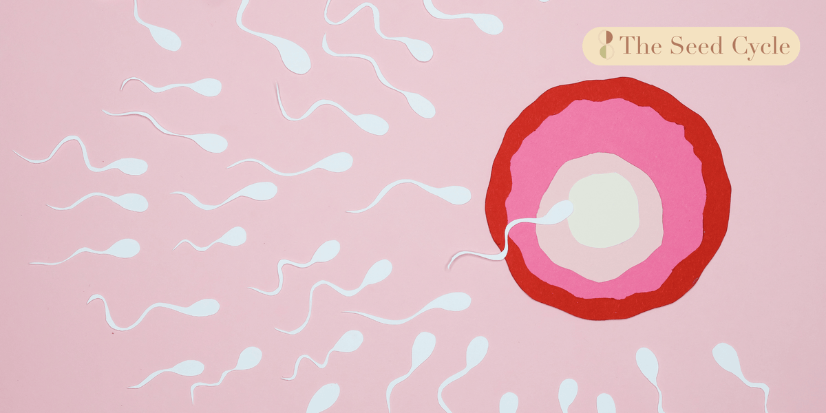 Seed Cycling for Fertility: 3 Ways It Can Support Your Journey
