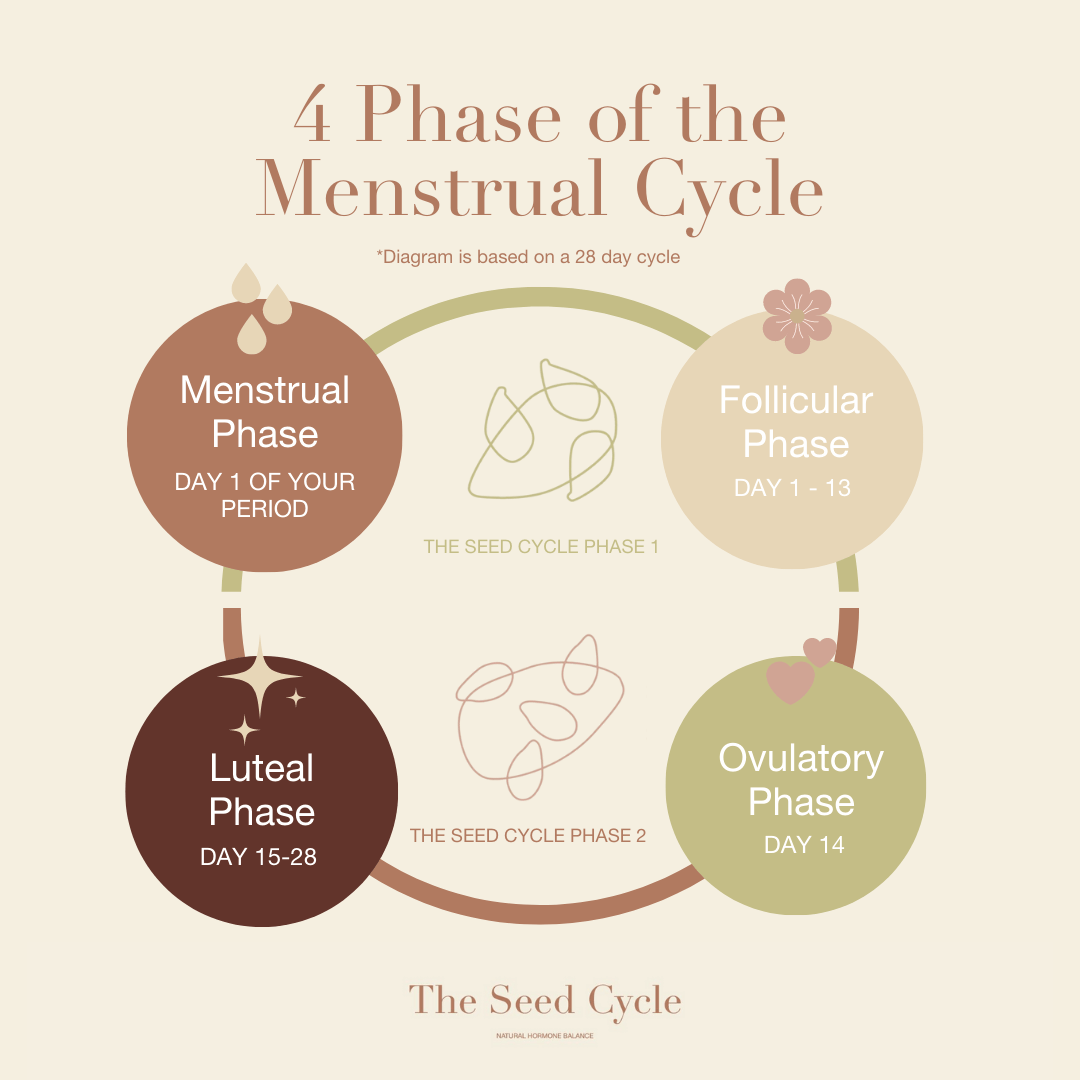 4 Phases of the Menstrual Cycle (1)